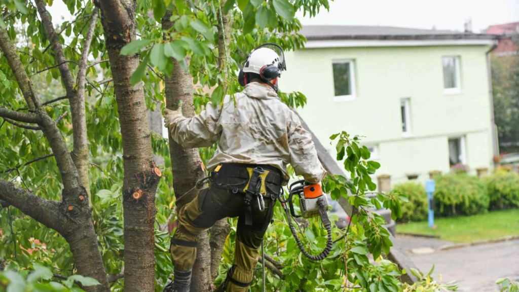 a man in a tree